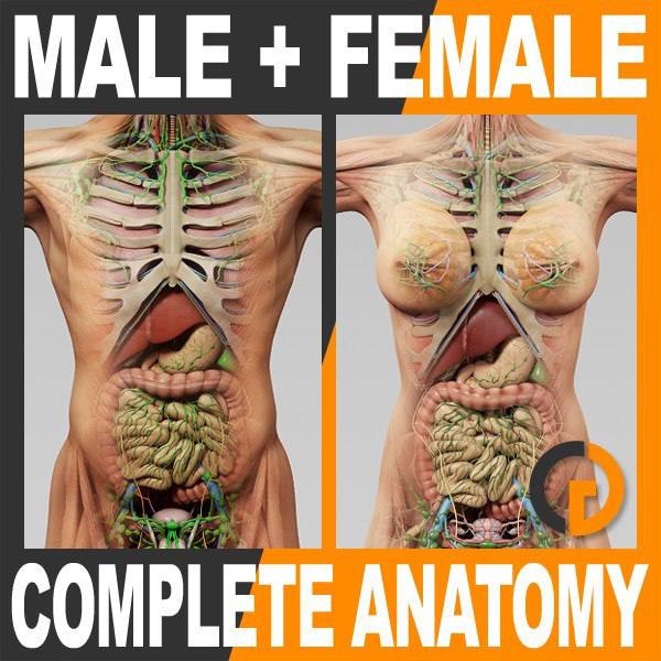 Human Male And Female Complete Anatomy 3D Model