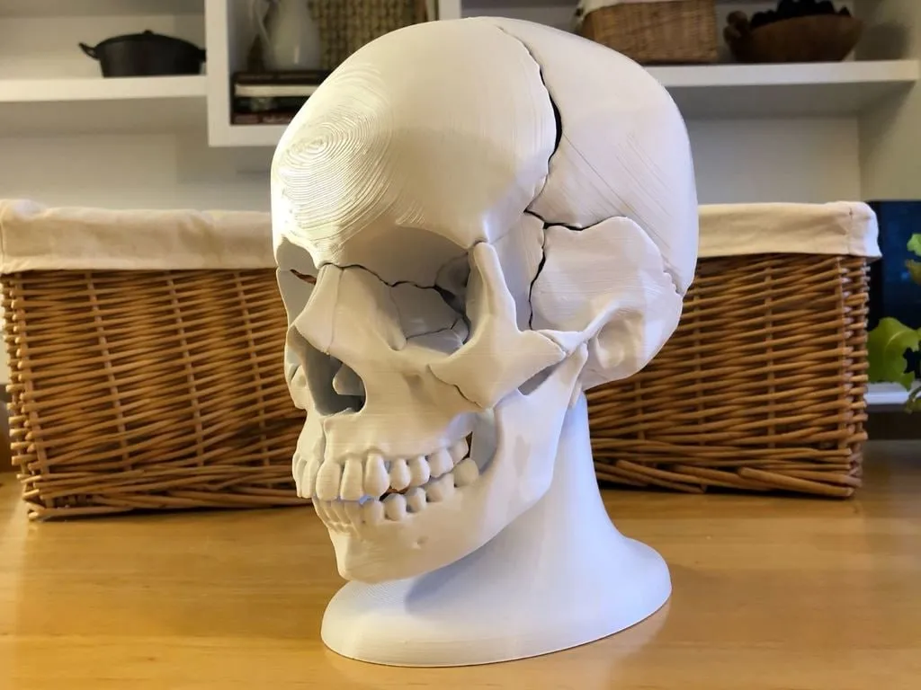 Full Size Anatomically Correct 18 Piece Magnetic Human Skull Model