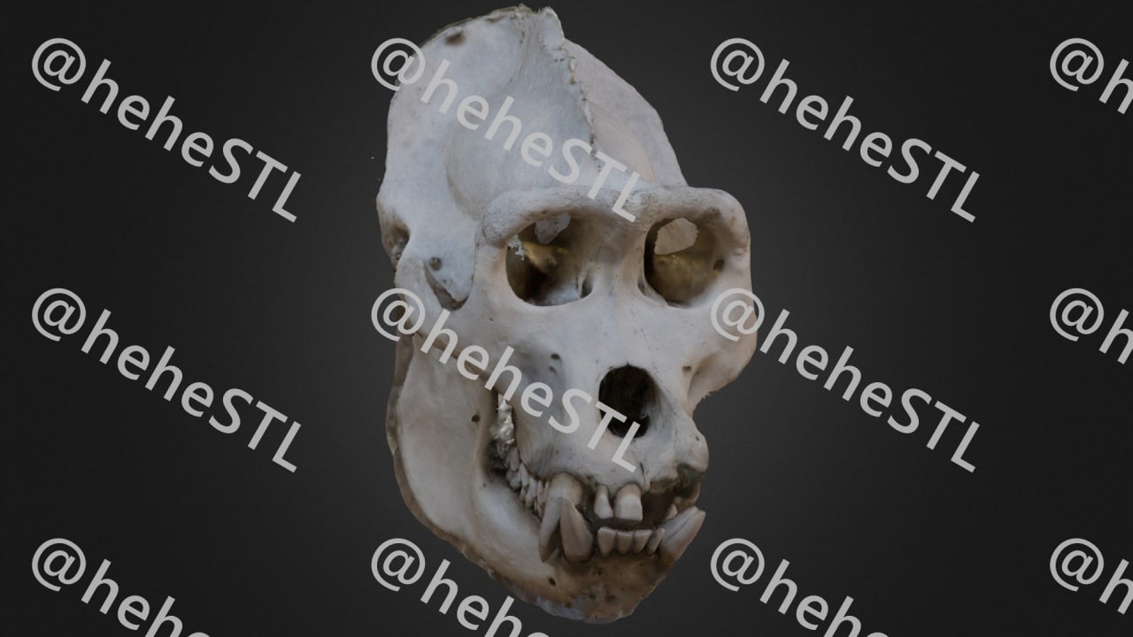 Gorilla-Skull