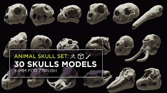 023-Beaver Skull