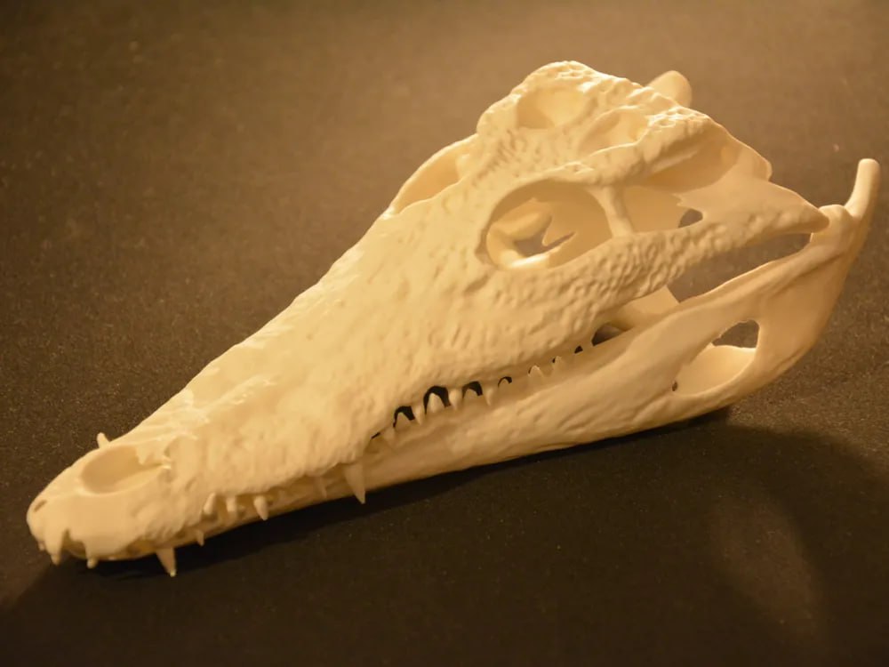 Crocodile Skull (Unified - Standard)