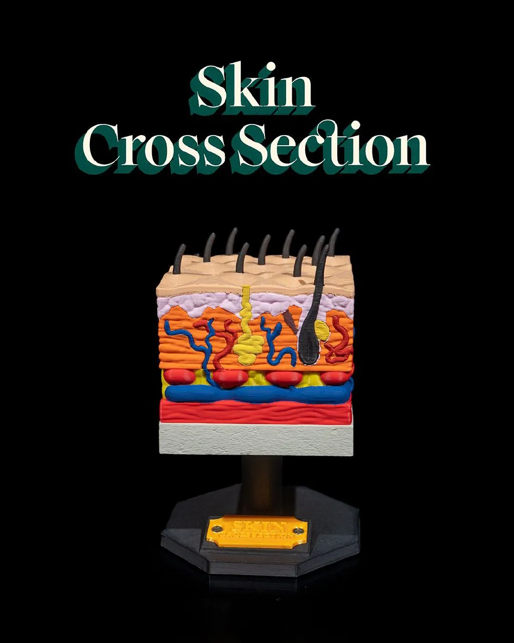 Skin Cross Section 9848863693