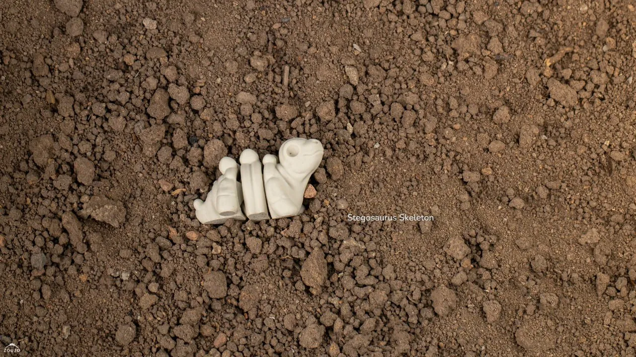 Baby Stegosaurus Skeleton