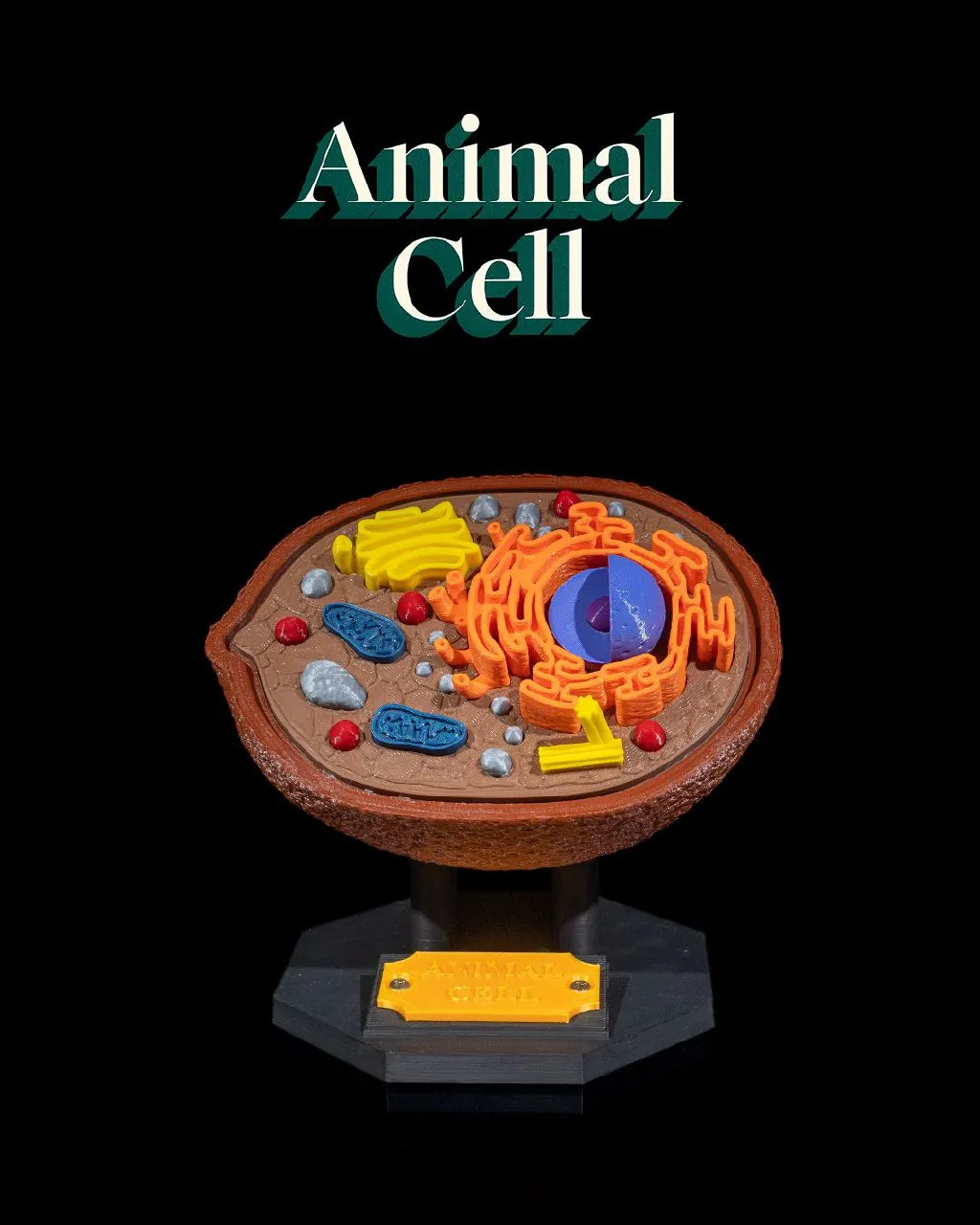 Animal Cell 82dec0811d