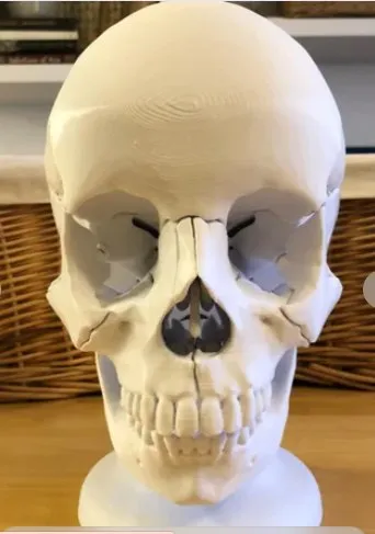 Full Size Anatomically Correct 18 Piece Magnetic Human Skull Model