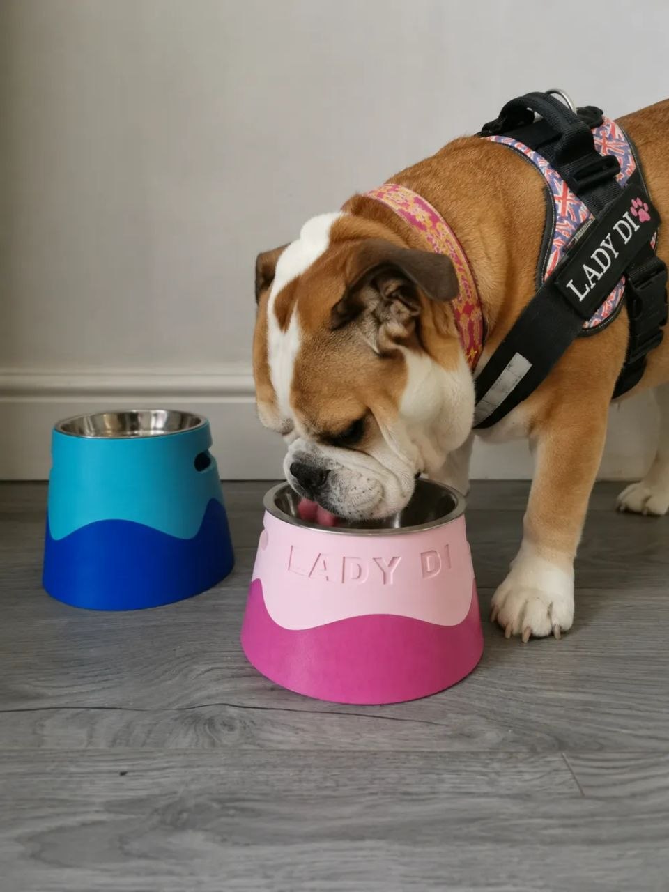 Parametric Pet Bowl (1)