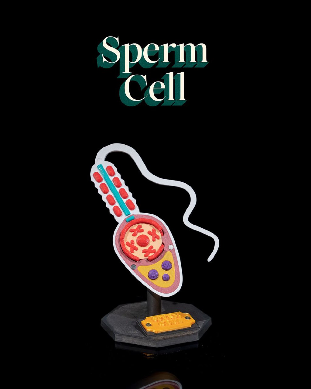 Sperm Cell F6b5e65db5