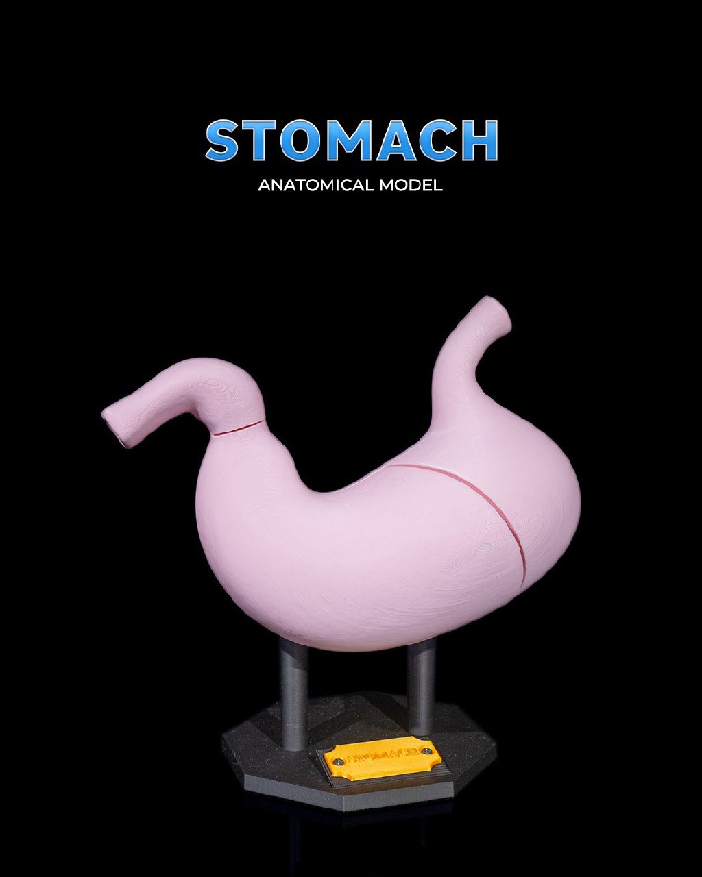 Stomach Anatomical Model C5a7c8c900