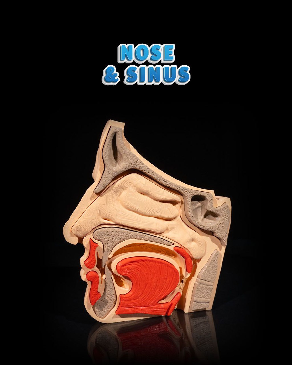 Nose And Sinus B168767fad