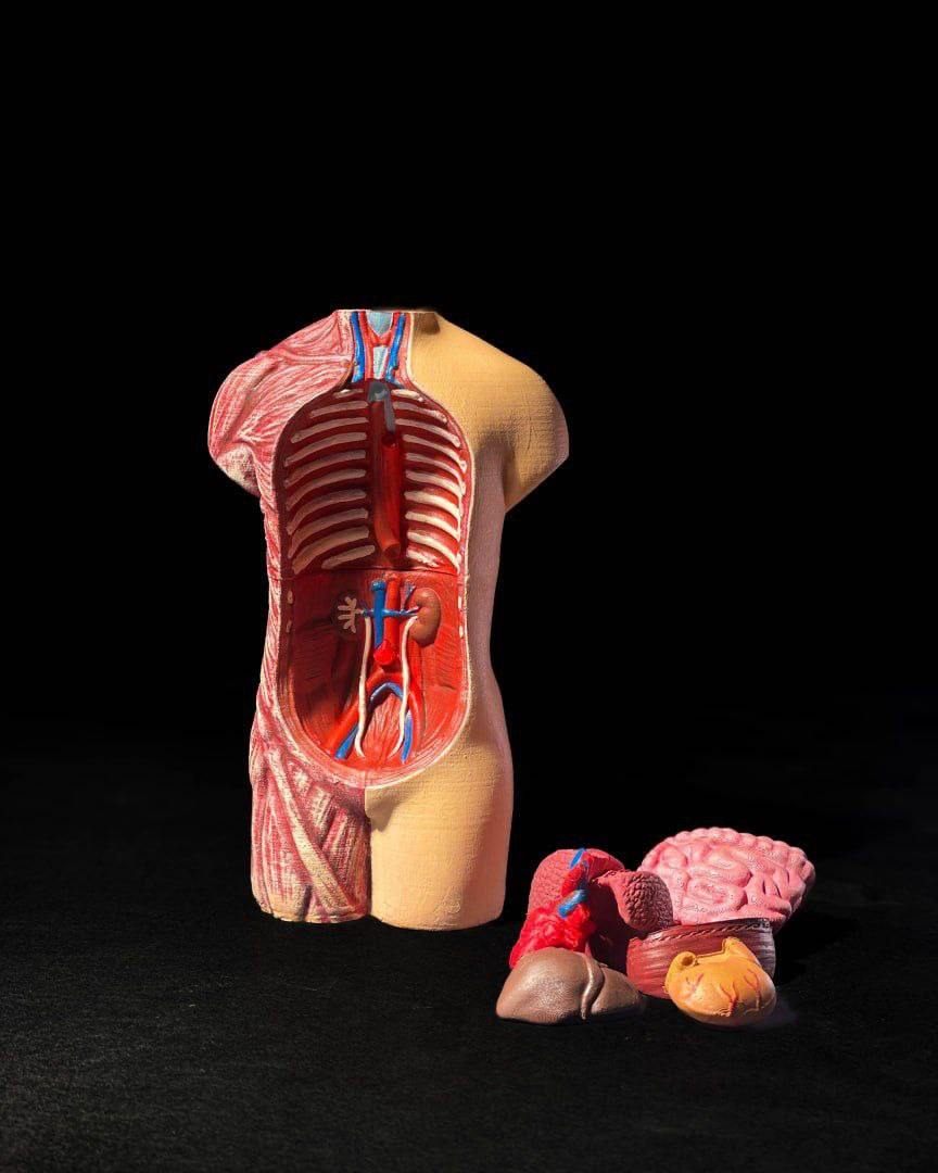 StlFlix- Anatomical Model