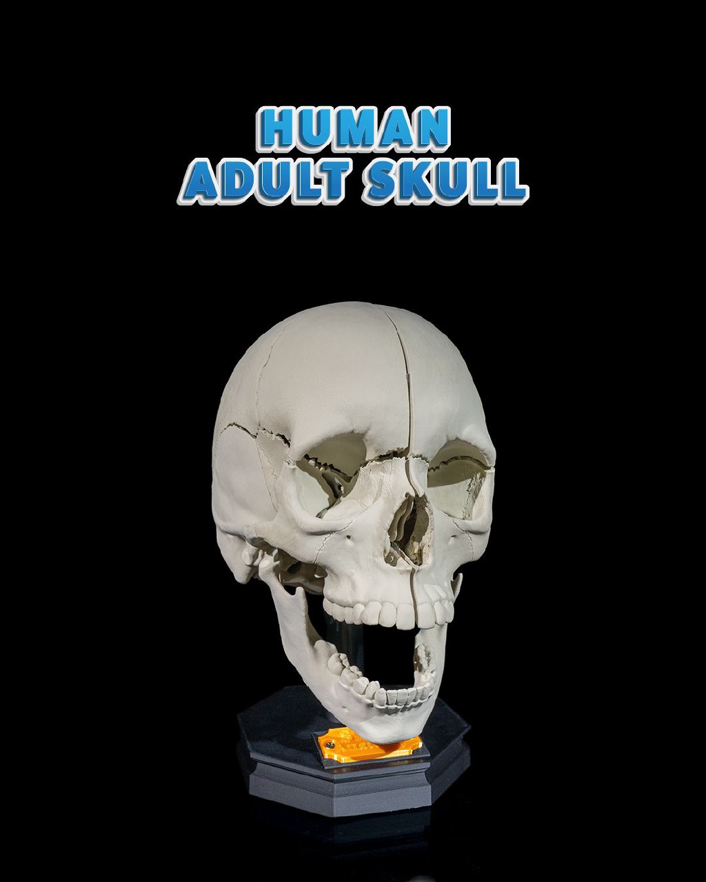 Human Adult Skull D37e20c363
