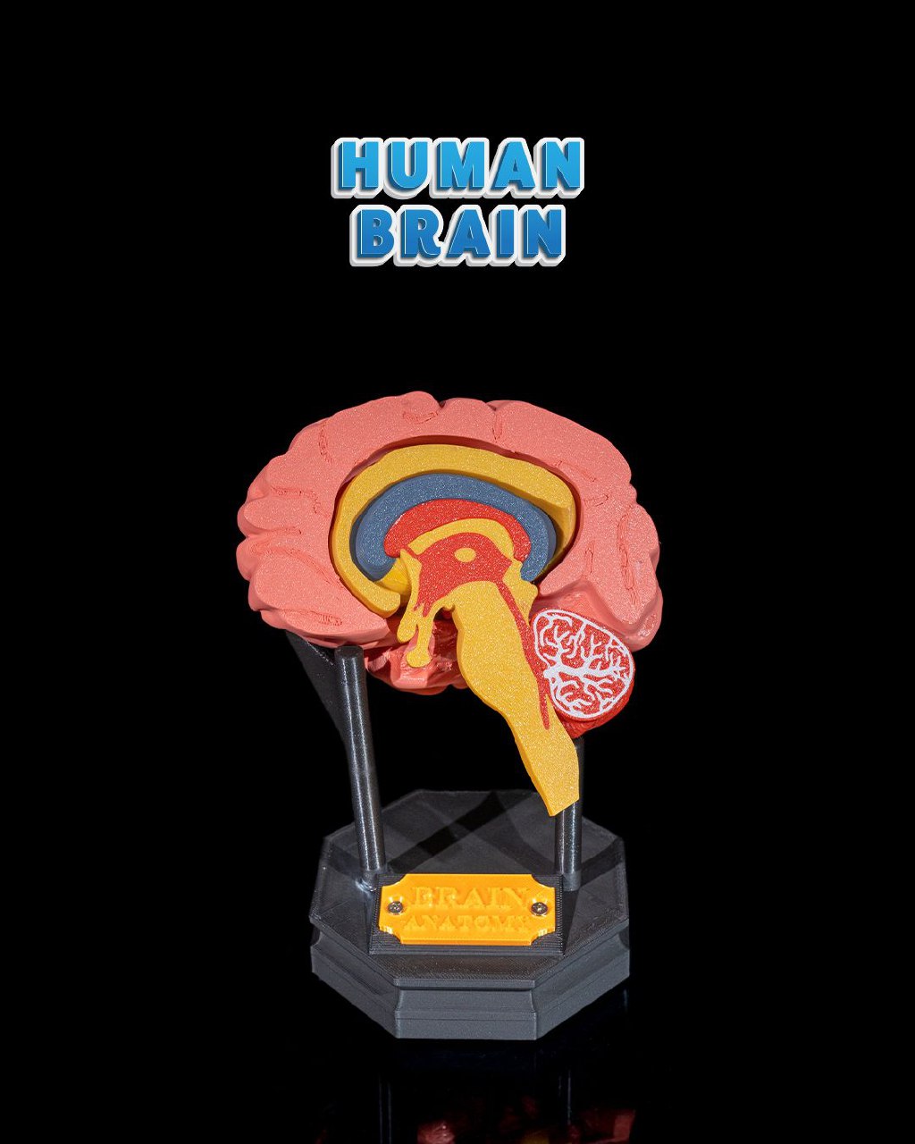 Human Brain 49715fcbe2