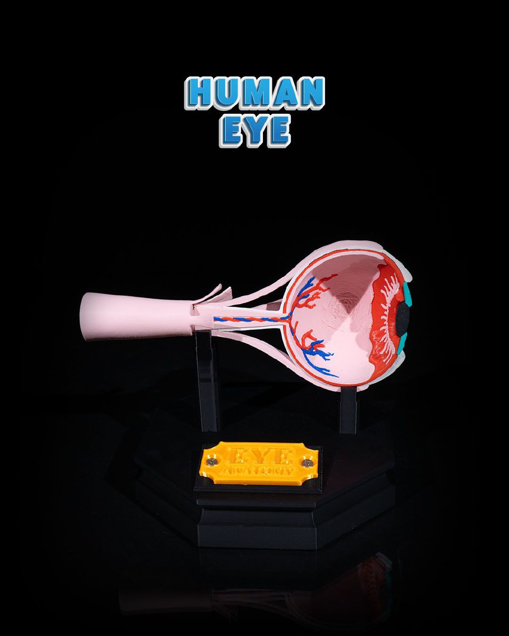 Human Eye E84a5aa26d