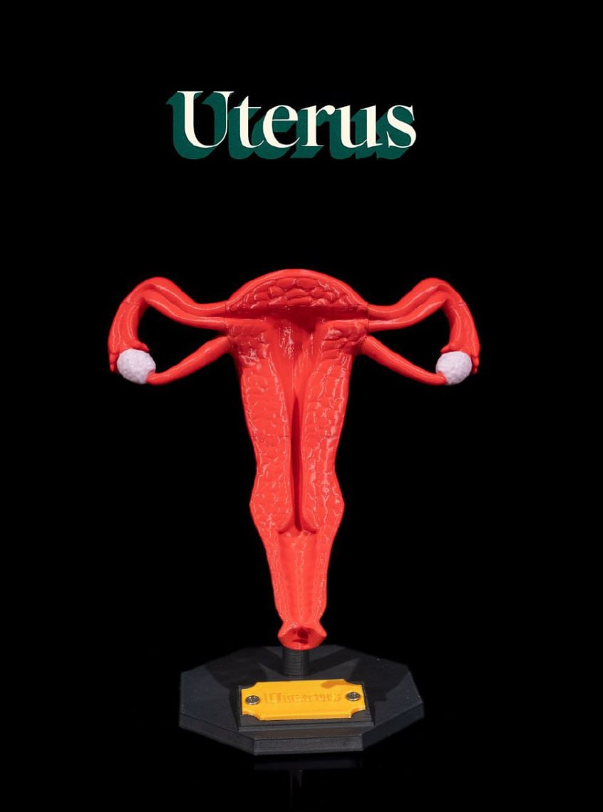 Uterus 468f41b5d6