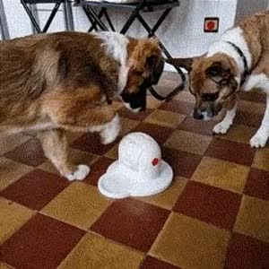 Jeu Dog