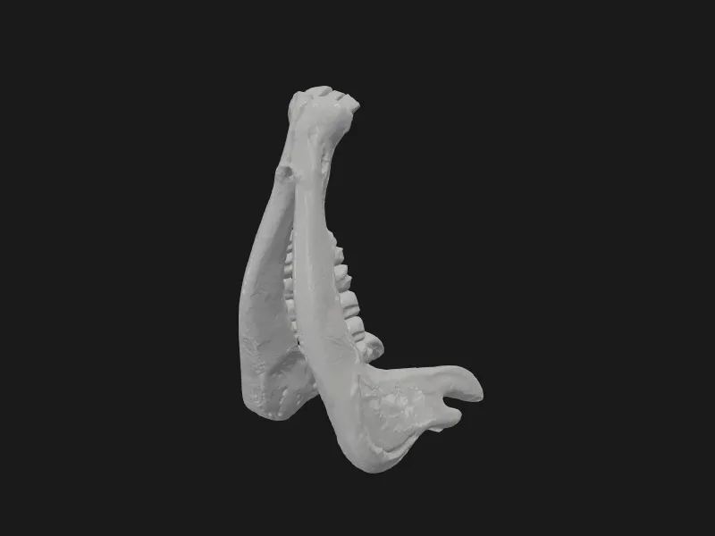 024-Bull Skull