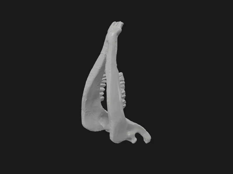 025-Goat Skull